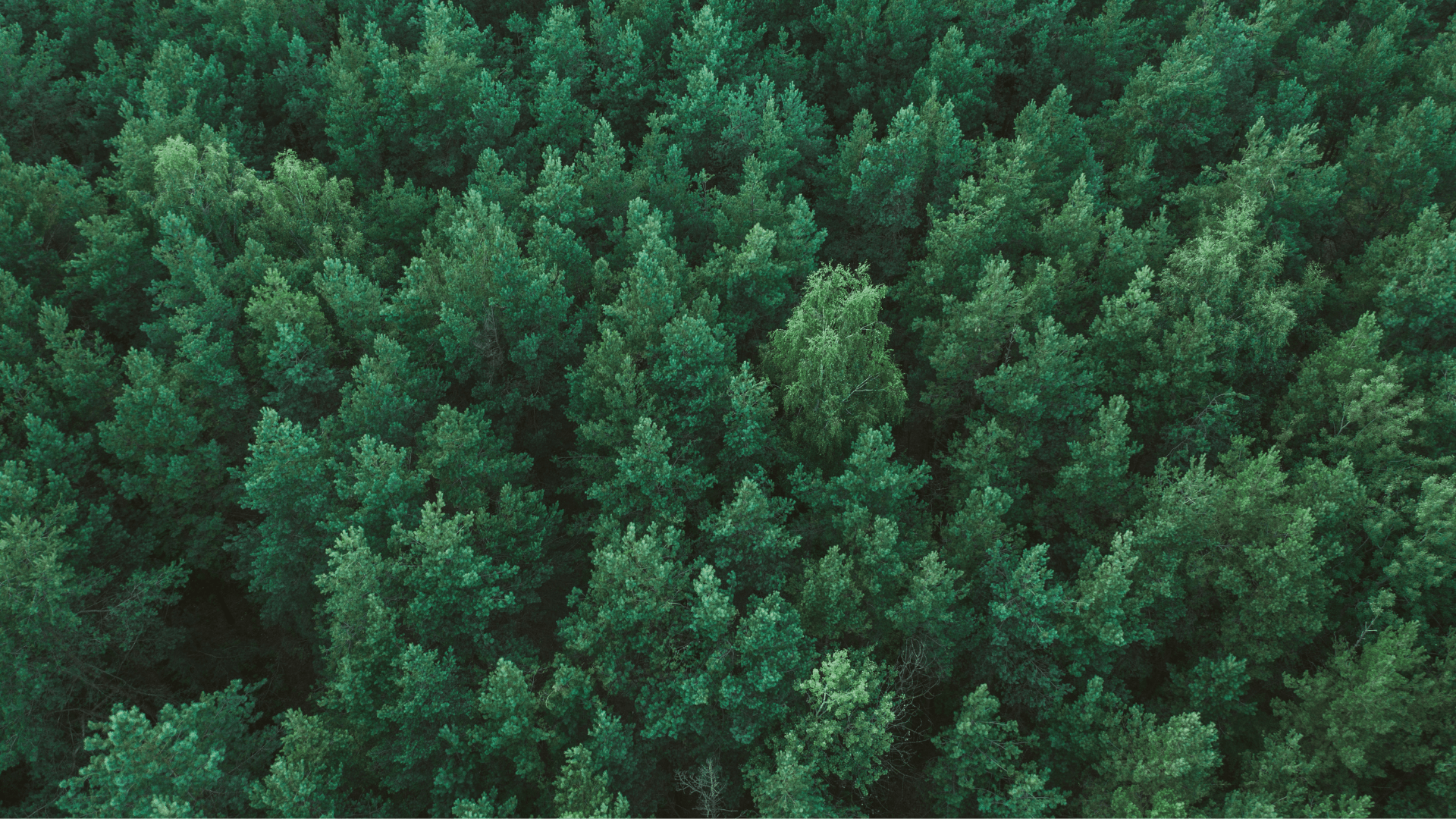 Home Background Forest